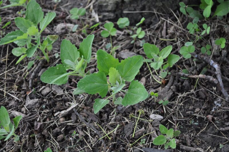 Lambsquarters weeds