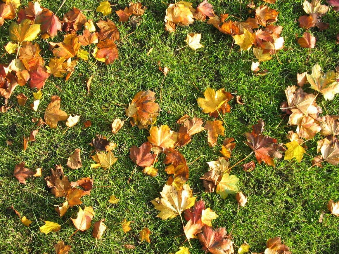 Leaves on Grass: Should We Leave Them for Mulch?