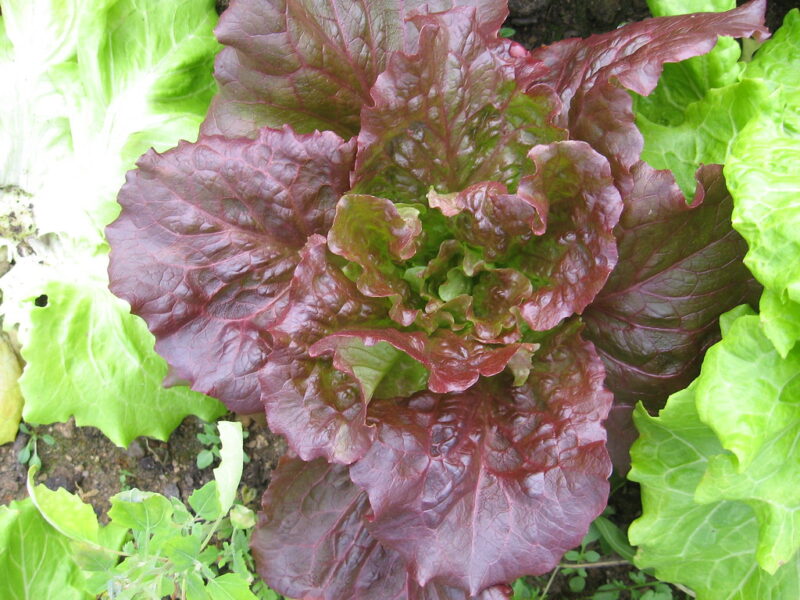 Grow heirloom lettuce all year
