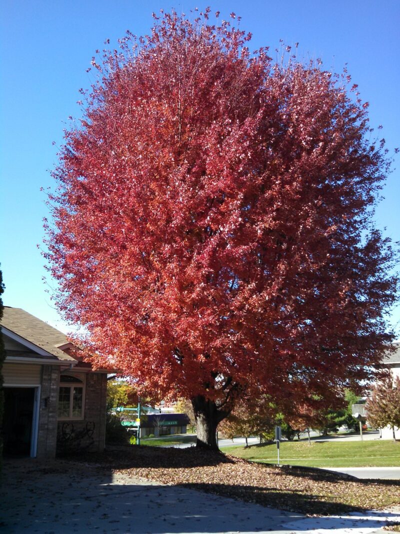 Trees with ornamental characteristics such as this Amur Maple make stunning accents