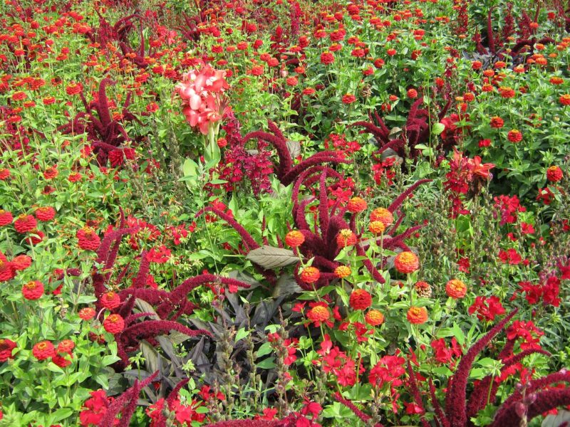Annuals bring a depth of summer color to the garden
