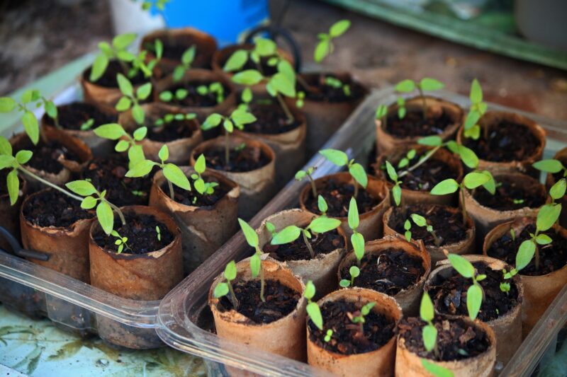 Starting seeds indoors can give a head start on the season
