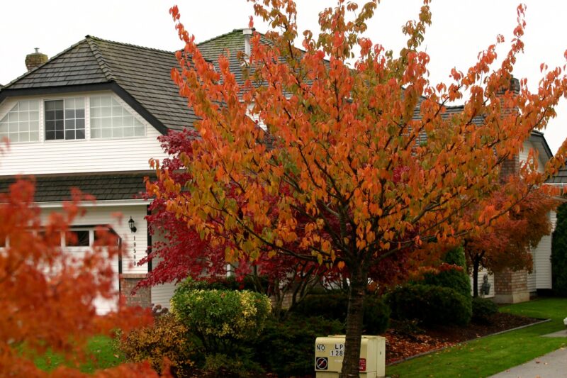 There are so many vibrant fall colors that can add life to your yard