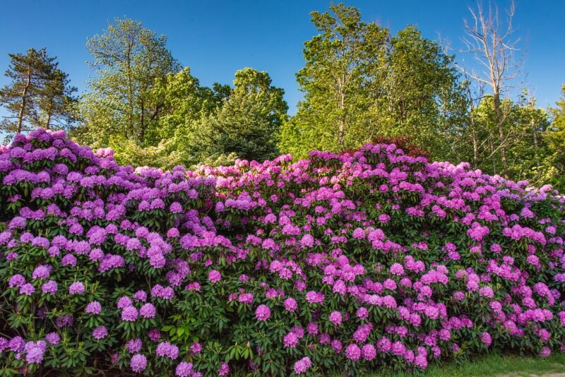 Rhododendrons add radiant colors to the spring garden