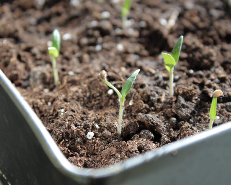 Young seedlings after sprouting