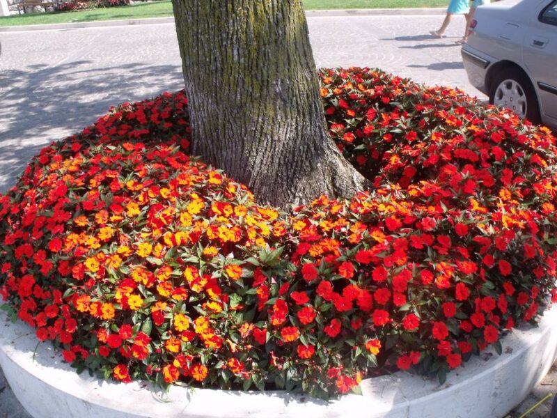 image - Annuals look wonderful below trees, but prepare for extra care and attention