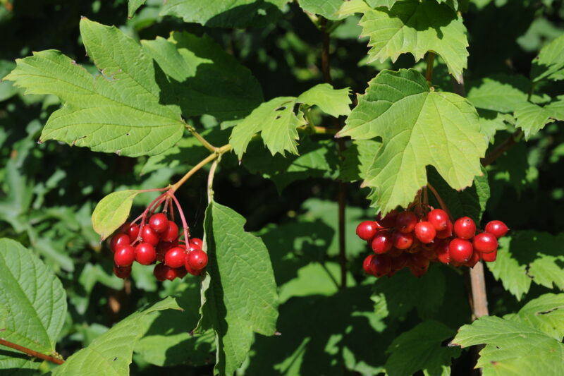 image - Highbush cranberries are a good source of food for wild birds