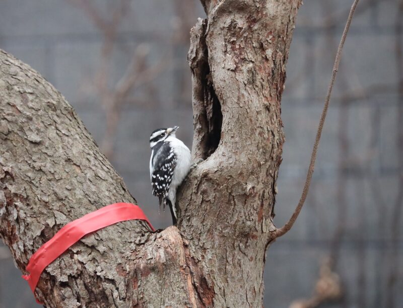 image - Downy woodpeckers will eat at suet feeders in your yard