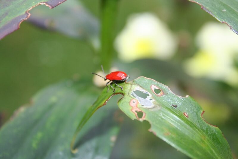 image - Adult beetles are easy to spot chewing through the foliage