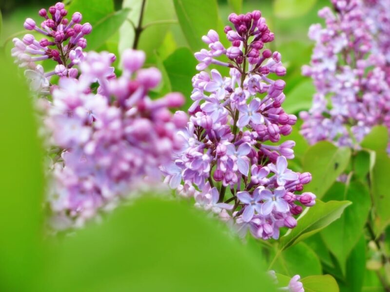Can't you just smell these lilac flowers?