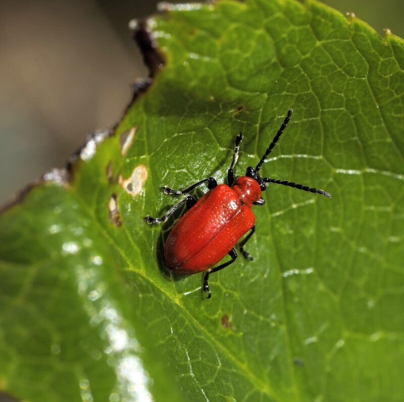 image - Northern gardeners need to know about the lily beetle