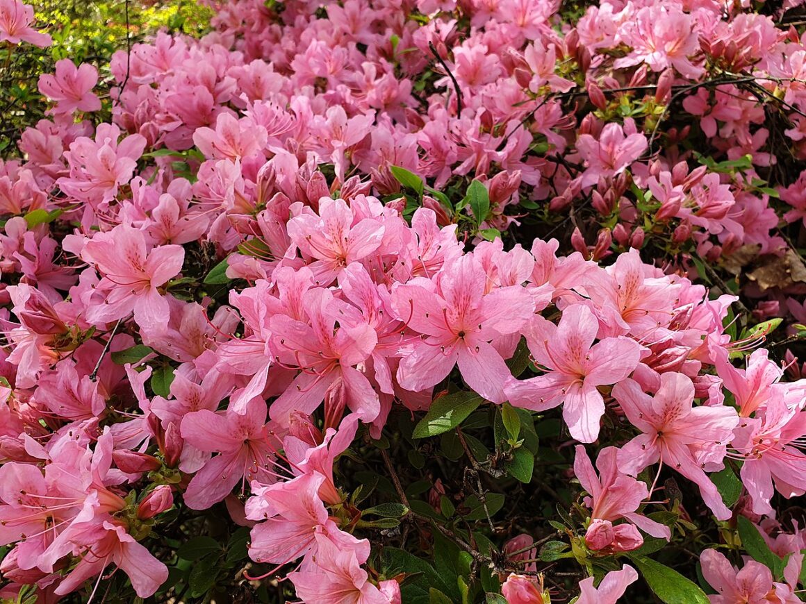 Growing Azaleas and Rhododendrons in the North