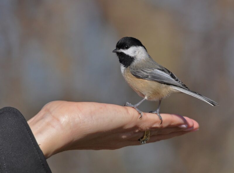 iamge - It's a true pleasure to have wild birds eat from your hand