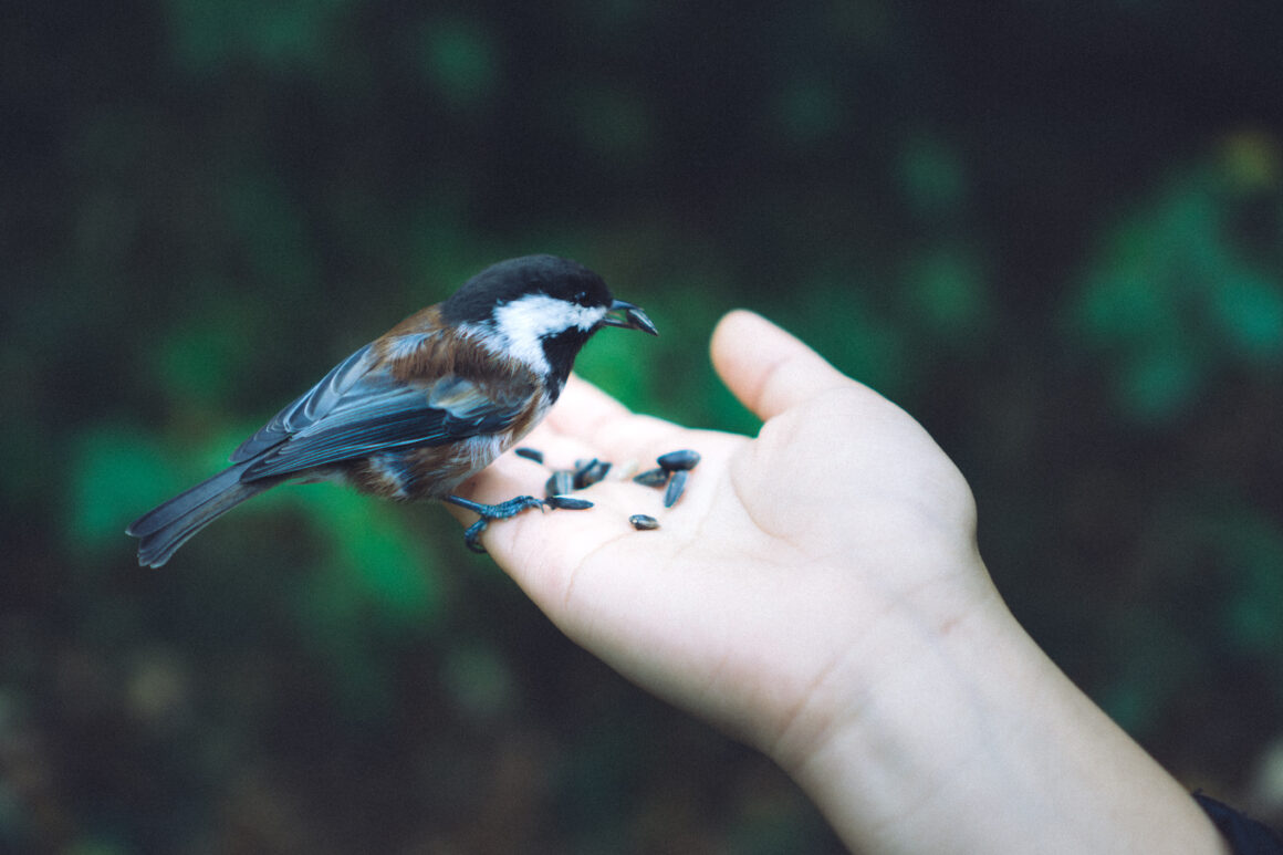 featured image - It's a true pleasure to have wild birds eat from your hand