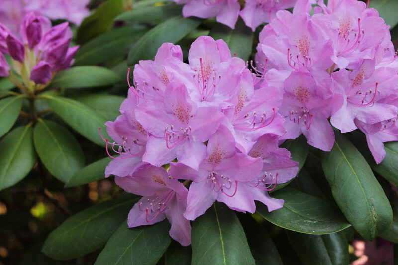‘P.J.M.’ is the hardiest evergreen rhododendron