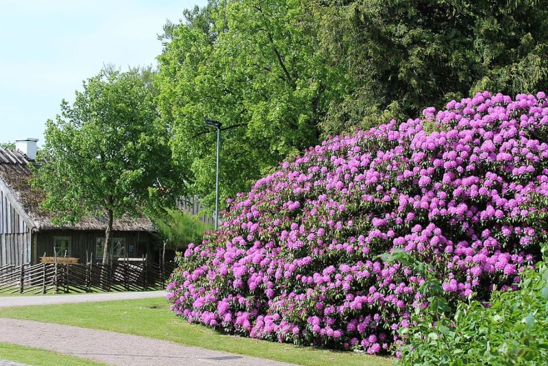 Rhododendrons and azaleas make wonderful foundation plants