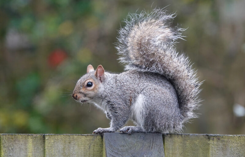 image - Squirrels can be a real nuisance