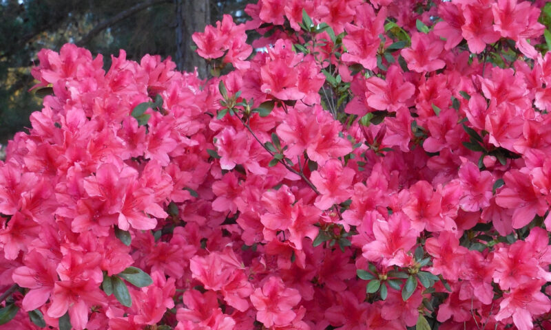 Rhododendron 'Rosy Lights'