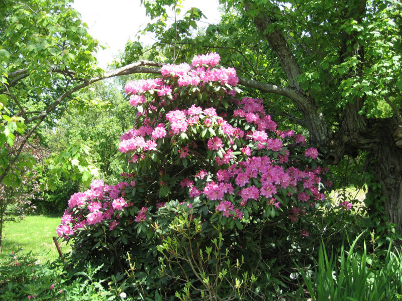 Mature ‘Rosy Lights’ azalea in full bloom