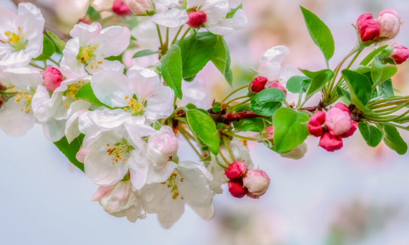 image - Apple blossoms herald the arrival of spring