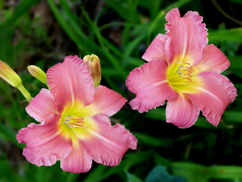 image - Creating new daylilies is a lengthy process