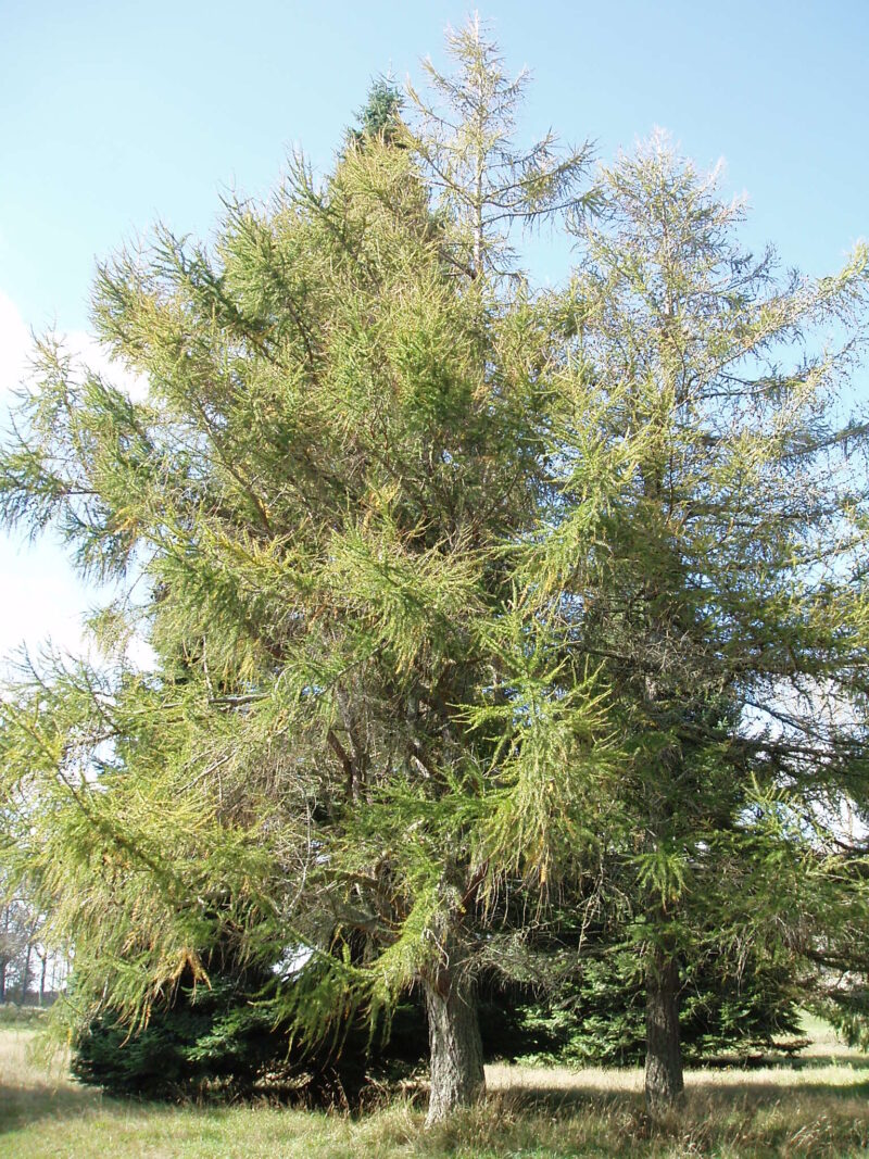 image - Cytospora destroys spruce from the bottom up
