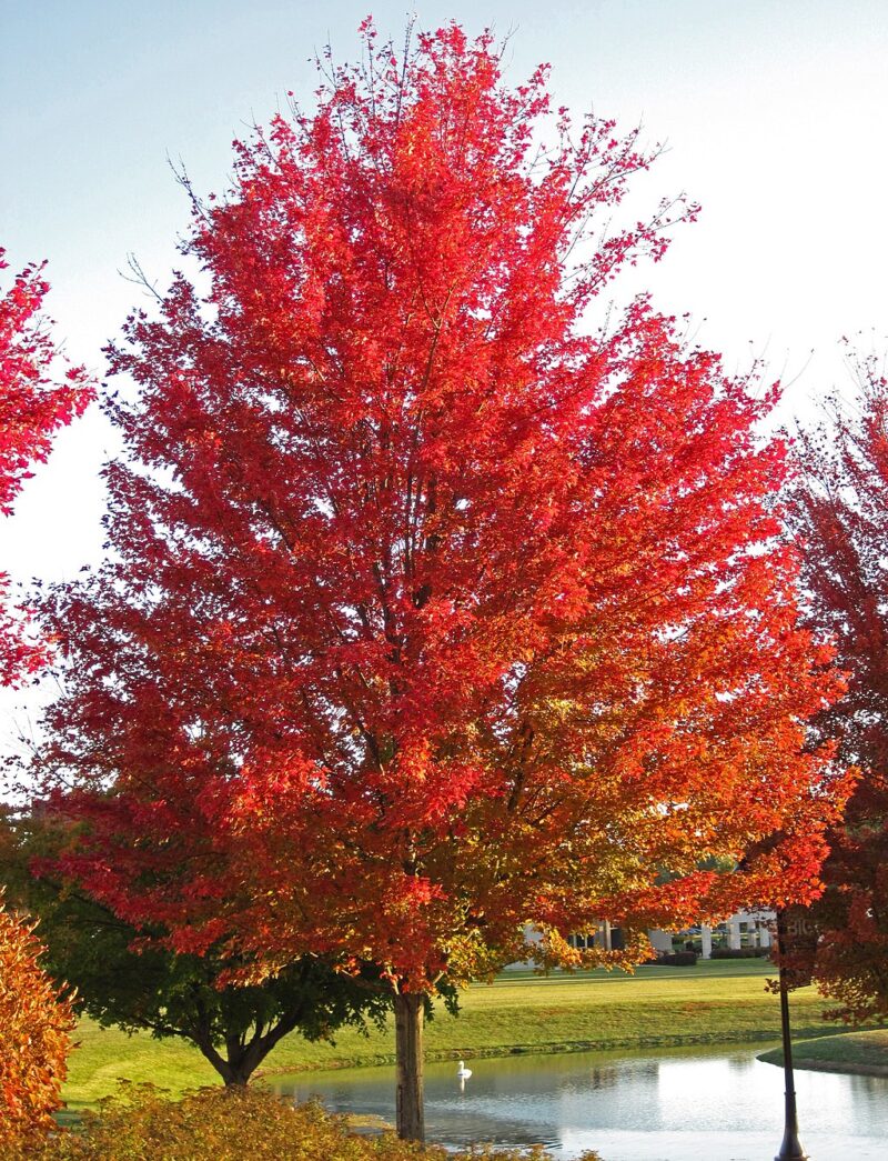 image - 	
'October Glory' is a zone 5 cultivar of red maple