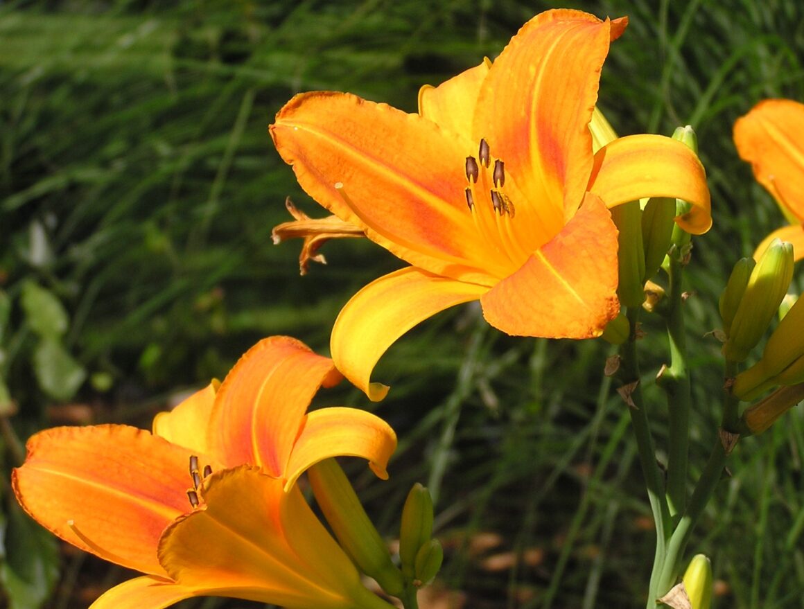 featured image - Creating the Daylilies of Tomorrow: a Daylily Hybridizer's Story