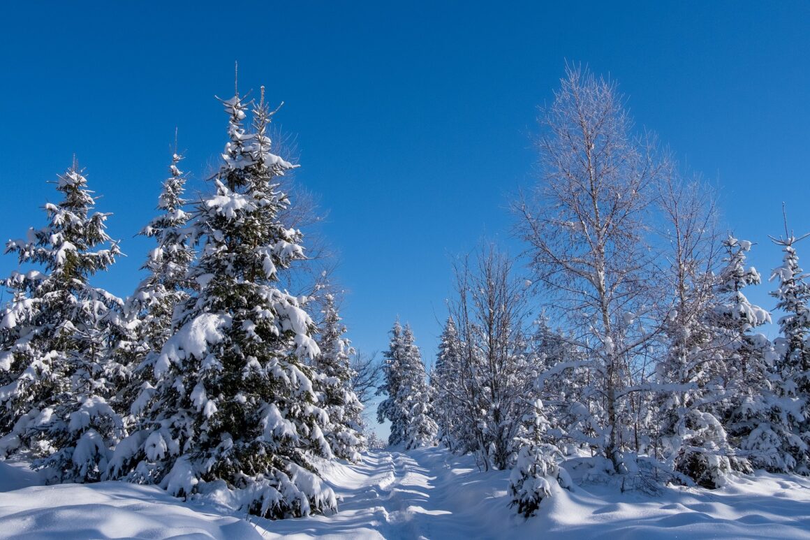 featured image - Are Your Trees Ready for Winter? All-season Maintenance for Northern Homeowners
