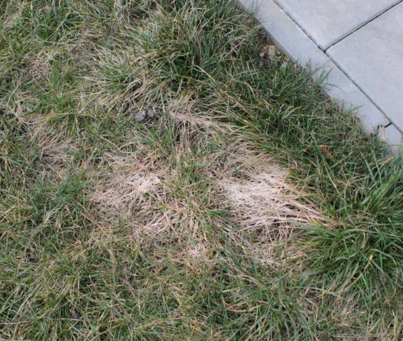 image - Lawn Burn Caused by Dog Urine: How to Deal With It