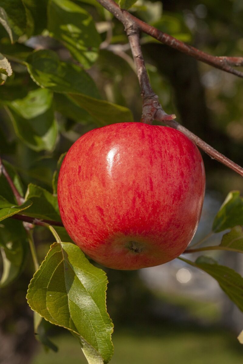 image - 	
'Haralson' apple