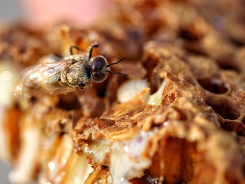 Buzz Off! How to Safely Eliminate Bees Living in Exterior Siding