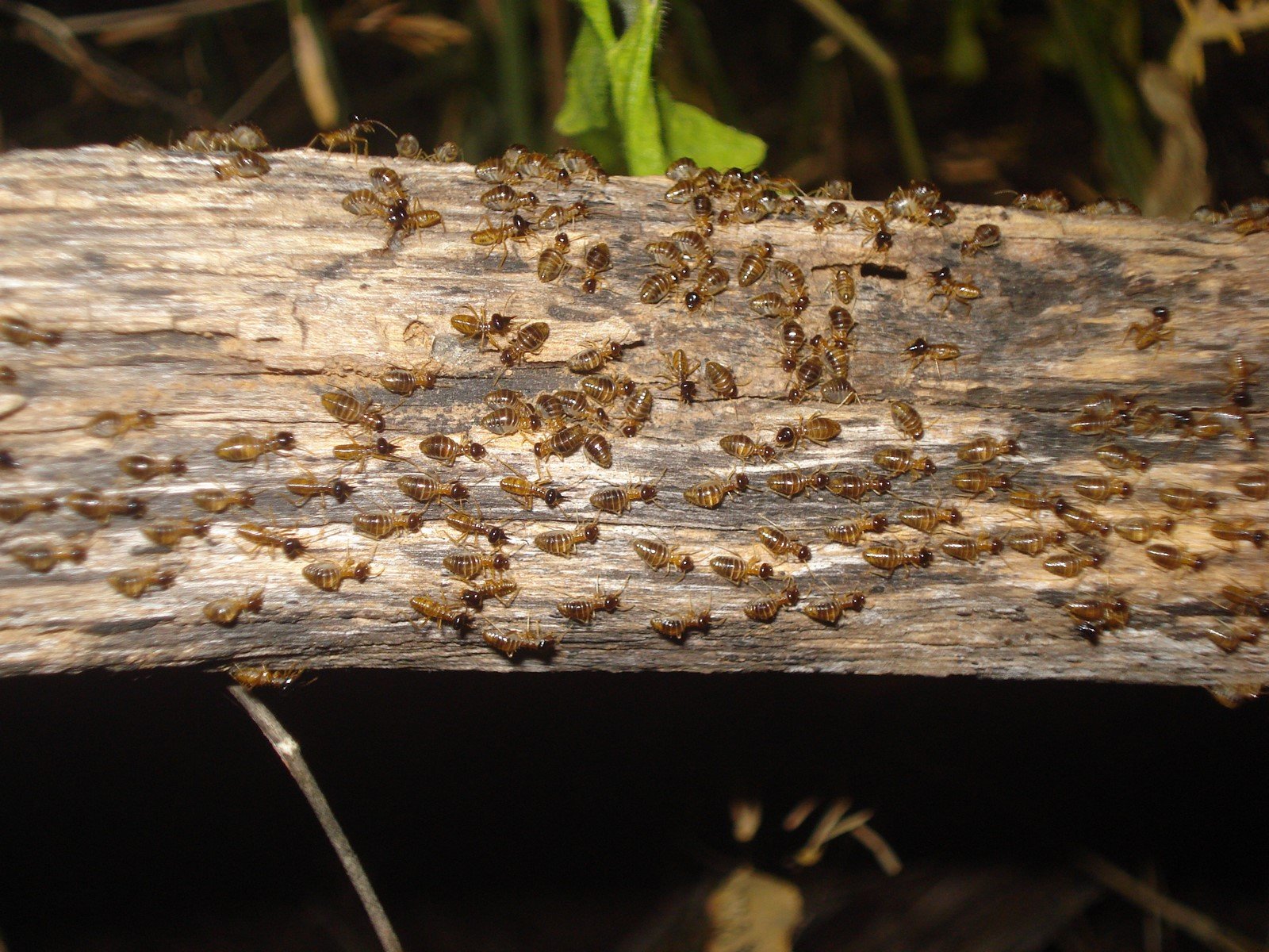 Natural Remedies Treating Drywood Termites with Essential Oil