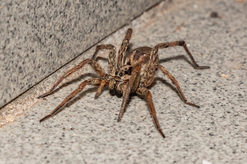 How to Naturally Repel Wolf Spiders with Vinegar